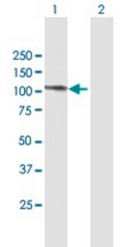 Anti-C20ORF14 antibody produced in mouse purified immunoglobulin, buffered aqueous solution