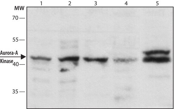 Monoclonal Anti-Aurora-A Kinase clone 35C1, purified from hybridoma cell culture