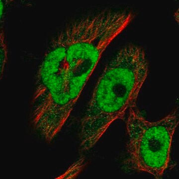 抗-BRCA2 兔抗 Prestige Antibodies&#174; Powered by Atlas Antibodies, affinity isolated antibody, buffered aqueous glycerol solution