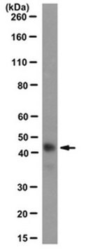 Przeciwciało anty-MyoD, klon 5F11 clone 5F11, from rat