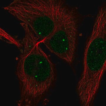 Anty-HIF1A Prestige Antibodies&#174; Powered by Atlas Antibodies, affinity isolated antibody