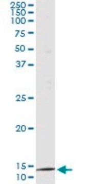 Monoclonal Anti-PTH antibody produced in mouse clone 4C12, purified immunoglobulin, buffered aqueous solution