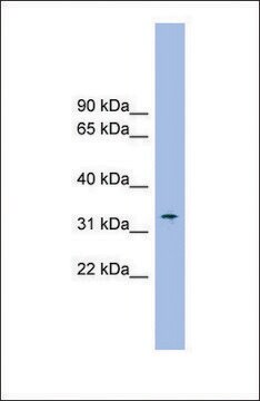 Anti-SLC25A1 antibody produced in rabbit affinity isolated antibody