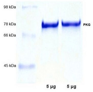 PKG, I&#945;, Bovine Lung