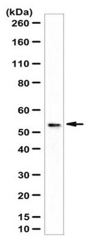 Anti-cGAS-Antikörper from rabbit, purified by affinity chromatography