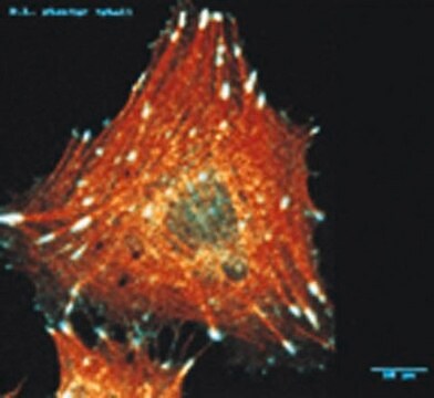 Anti-Integrin&nbsp;&#945;V-Antikörper, Klon LM142 ascites fluid, clone LM142, Chemicon&#174;