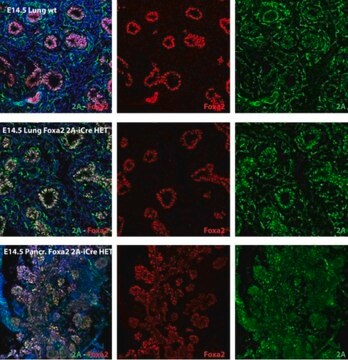 Anti-T2A Antibody, clone 5E6