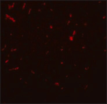 Anti-SIRT1 antibody produced in chicken affinity isolated antibody, buffered aqueous solution