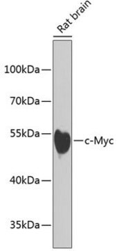 Anti-c-Myc antibody produced in rabbit