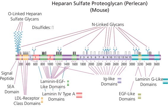 Heparan sulfate proteoglycan &#8805;400&#160;&#956;g/mL glycosaminoglycan