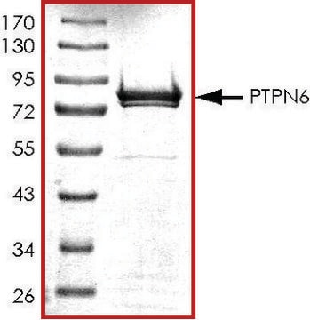 PTPN6、活性型、GSTタグ融合 ヒト recombinant, expressed in E. coli, &#8805;70% (SDS-PAGE), buffered aqueous glycerol solution