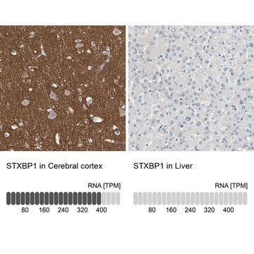 抗STXBP1抗体 ウサギ宿主抗体 affinity isolated antibody, buffered aqueous glycerol solution