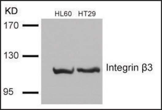 Anti-ITGB3 (Ab-785) antibody produced in rabbit affinity isolated antibody