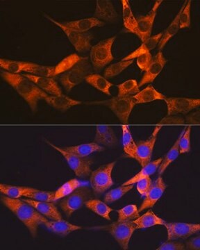 Anti-FABP1 antibody produced in rabbit