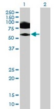 Anti-ICAM1 antibody produced in mouse purified immunoglobulin, buffered aqueous solution