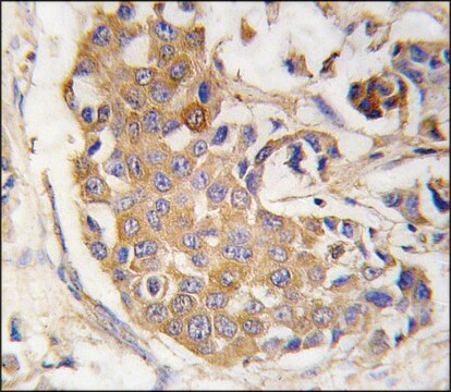 Anti-SOX1 (center) antibody produced in rabbit saturated ammonium sulfate (SAS) precipitated, buffered aqueous solution