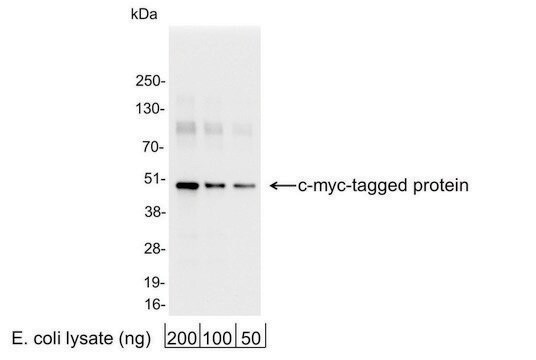 Rabbit anti-c-myc Antibody, Affinity Purified Powered by Bethyl Laboratories, Inc.