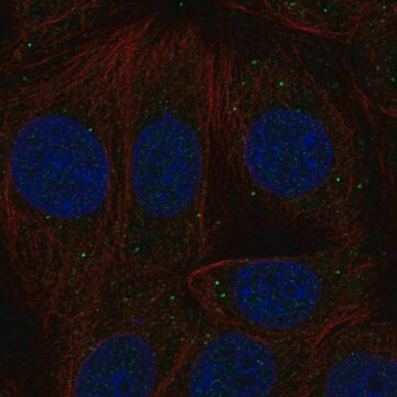 Anti-Inhbb Antibody Produced In Rabbit Prestige Antibodies&#174; Powered by Atlas Antibodies, affinity isolated antibody, buffered aqueous glycerol solution