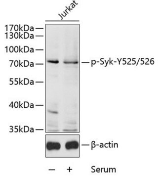 Anti-Phospho-Syk-Y525/526 antibody produced in rabbit