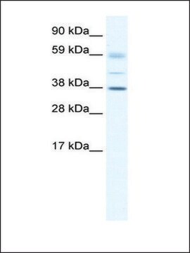 抗SOX17抗体 ウサギ宿主抗体 affinity isolated antibody