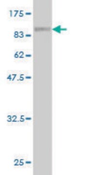 Monoclonal Anti-ME1 antibody produced in mouse clone 2A2, purified immunoglobulin, buffered aqueous solution