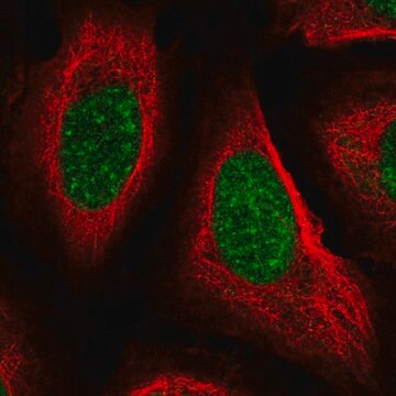 Anti-PPIE antibody produced in rabbit Prestige Antibodies&#174; Powered by Atlas Antibodies, affinity isolated antibody