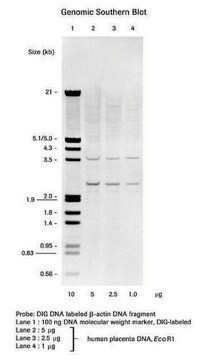 DIG DNA Labeling and Detection Kit