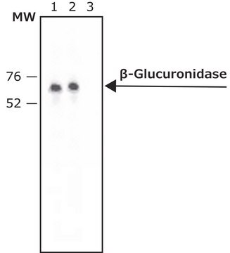 抗-&#946;-葡萄糖醛酸酶（N-末端） 兔抗 ~1.5&#160;mg/mL, affinity isolated antibody, buffered aqueous solution