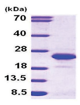 FGF-12 human recombinant, expressed in E. coli, &#8805;90% (SDS-PAGE)