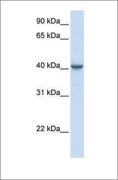 Anti-GABRA1 antibody produced in rabbit affinity isolated antibody