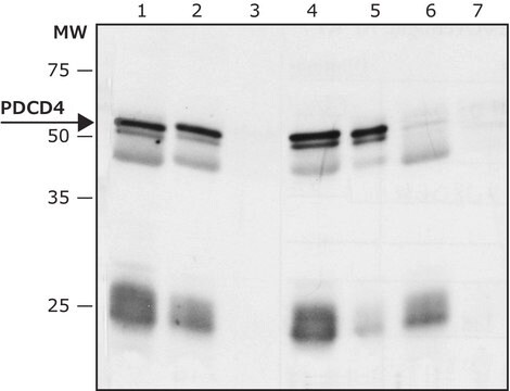 抗PDCD4抗体 ウサギ宿主抗体 ~1&#160;mg/mL, affinity isolated antibody, buffered aqueous solution