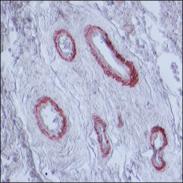 Monoclonal Anti-Myosin (Smooth) antibody produced in mouse clone hSM-V, ascites fluid