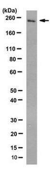 Przeciwciało anty-SIP1, klon 6E5 clone 6E5, 1&#160;mg/mL, from mouse