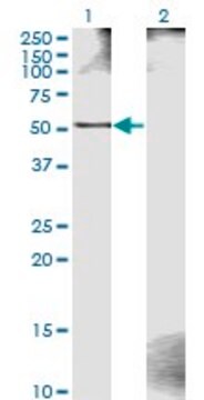 Monoclonal Anti-ZWILCH antibody produced in mouse clone 1C10, purified immunoglobulin, buffered aqueous solution