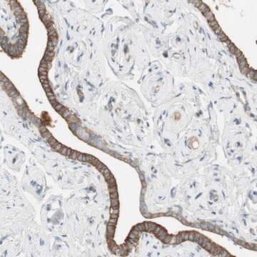 Anti-STON1 antibody produced in rabbit Prestige Antibodies&#174; Powered by Atlas Antibodies, affinity isolated antibody, buffered aqueous glycerol solution