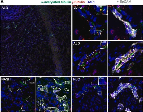 Anti-&#947;-Tubulin-Cy3&#8482; antibody produced in rabbit affinity isolated antibody, buffered aqueous solution