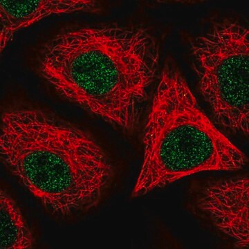 Anti-ORAI2 antibody produced in rabbit Prestige Antibodies&#174; Powered by Atlas Antibodies, affinity isolated antibody