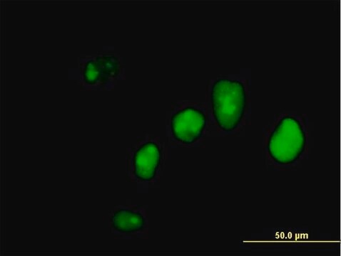 Anti-IFI16 antibody produced in mouse purified immunoglobulin, buffered aqueous solution