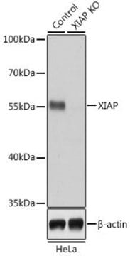 Anti-XIAP antibody produced in rabbit