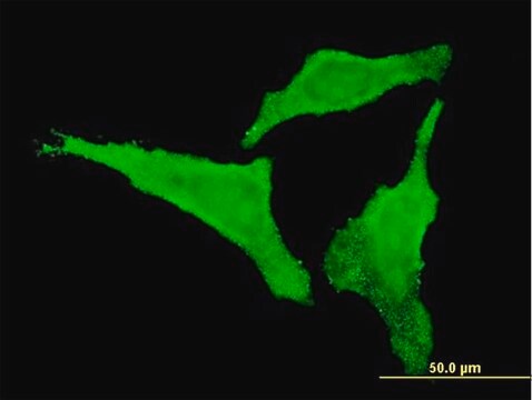 Monoclonal Anti-CDKL2, (C-terminal) antibody produced in mouse clone 6H8, purified immunoglobulin, buffered aqueous solution