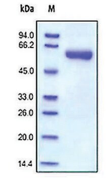 MMP-2 人 recombinant, expressed in HEK 293 cells, &#8805;92% (SDS-PAGE)