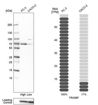 抗TRIOBP抗体 ウサギ宿主抗体 Prestige Antibodies&#174; Powered by Atlas Antibodies, affinity isolated antibody, buffered aqueous glycerol solution