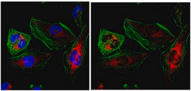 Anti-NET34 Antibody from rabbit, purified by affinity chromatography