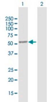 Anti-SAG antibody produced in mouse purified immunoglobulin