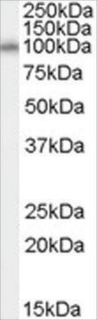 Anti-NEDD9 antibody produced in goat affinity isolated antibody, buffered aqueous solution