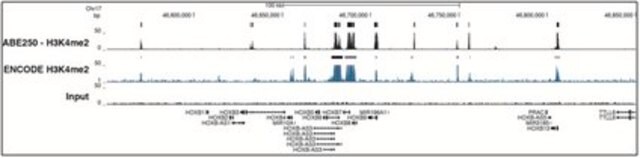 Przeciwciało przeciwko dimetylowi histonu H3 (Lys4) from rabbit, purified by affinity chromatography