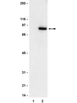 Przeciwciało anty-fosfo-STAT3 (Tyr705), klon 9E12 clone 9E12, Upstate&#174;, from mouse