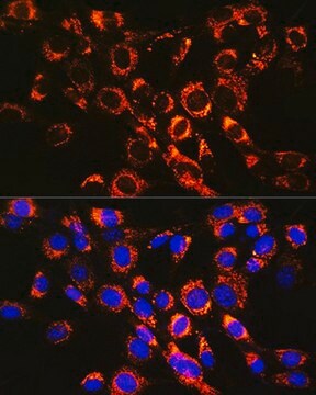 Anti-RAB7 antibody produced in rabbit