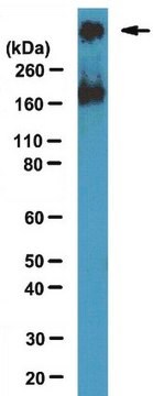 Anti-SMRT Antibody, clone 1SM-1E7 ascites fluid, clone 1SM-1E7, from mouse