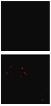 Anti-Amyloid-&#946;(Oligomer)-Antikörper, Klon&nbsp;F11G3 clone F11G3, from mouse